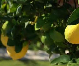 HOW TO GROW LEMONS FROM SEEDS