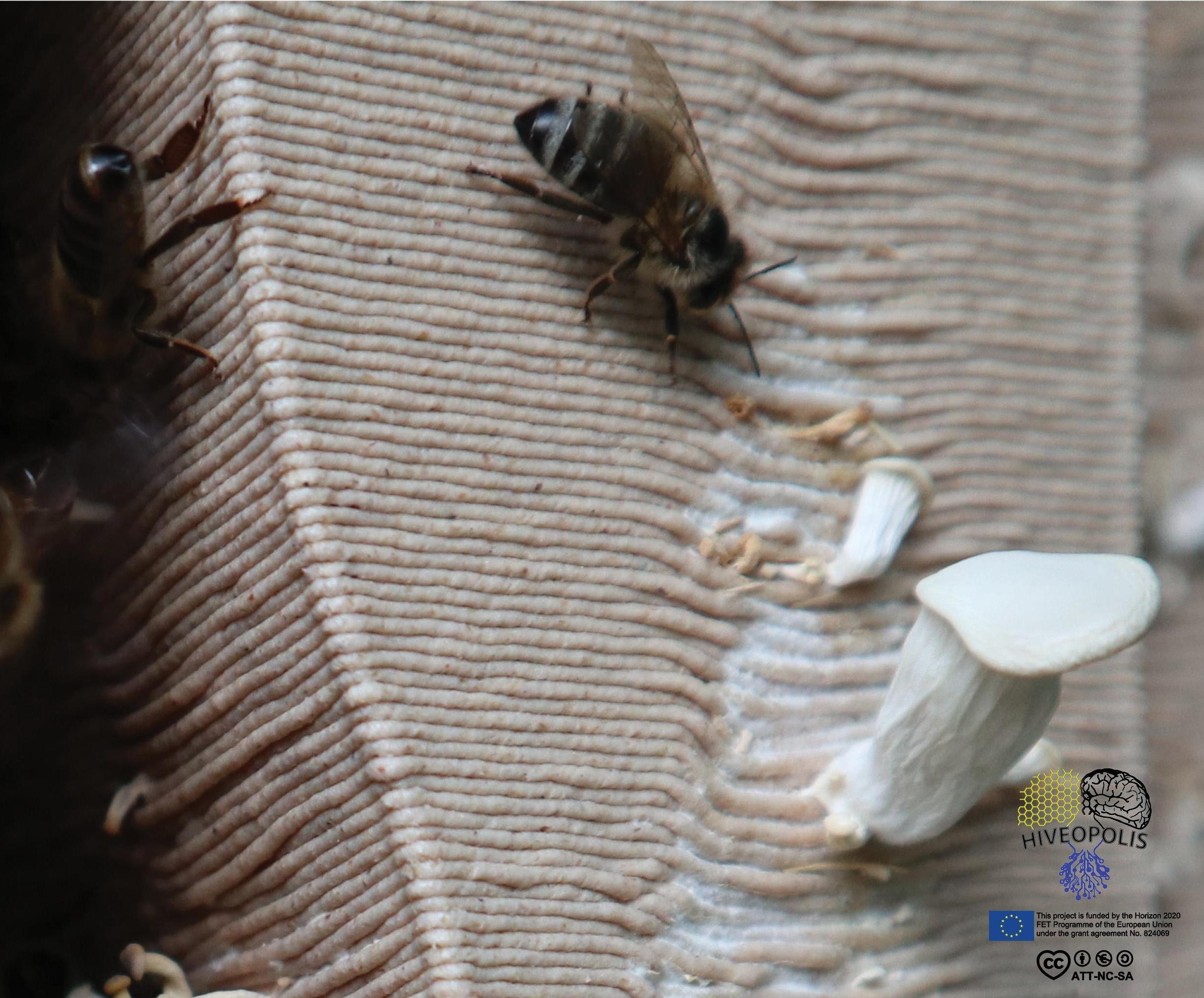 3D Printed and Mycelium Grown Beehives