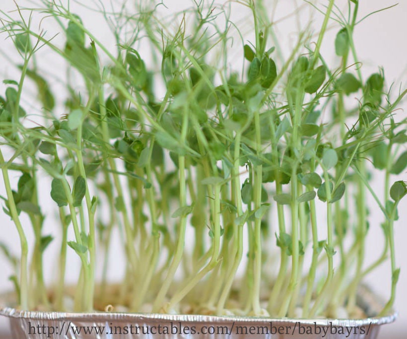 Year-Round Indoor Salad Gardening( Stage I) 