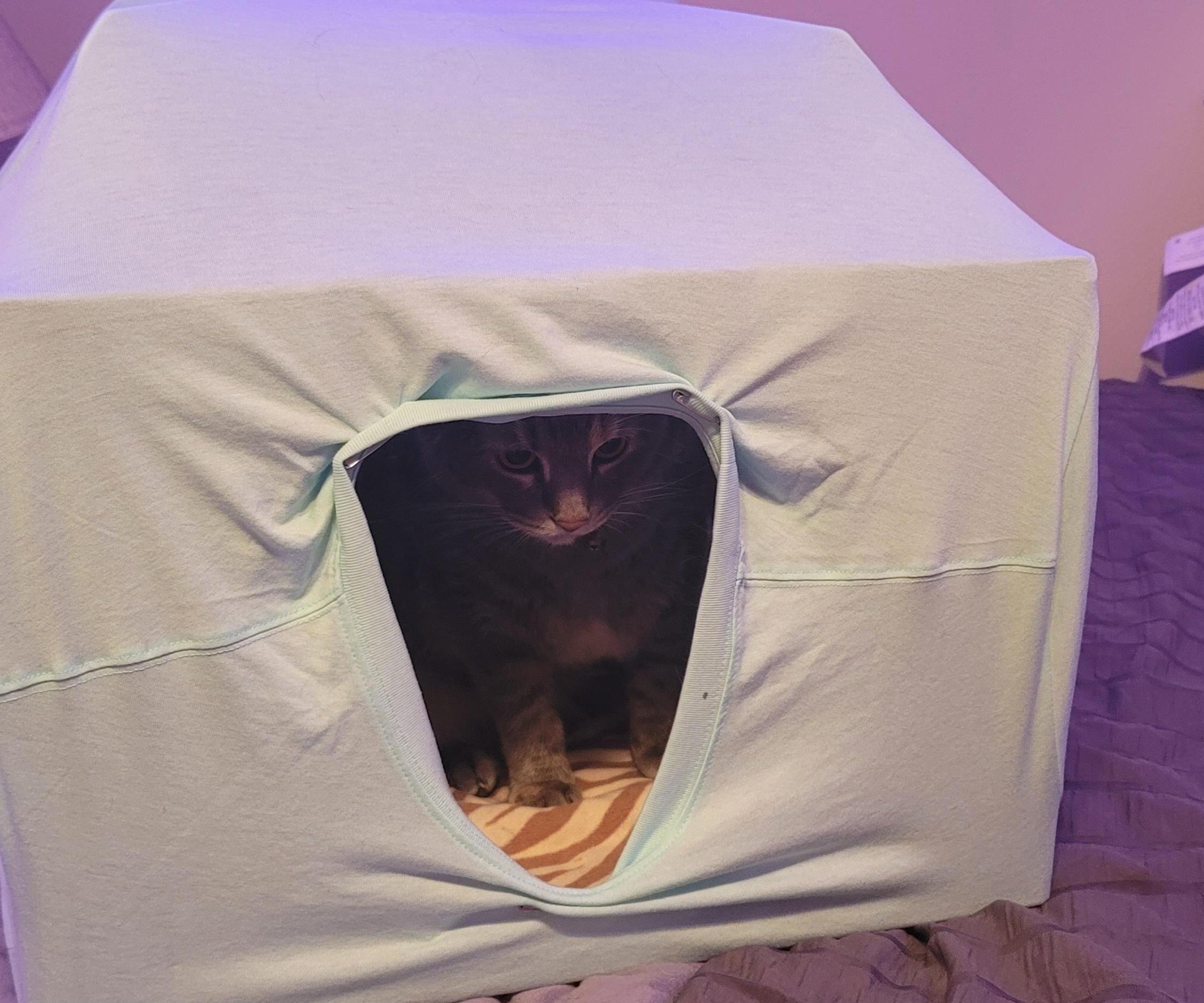 Cat Condo (DIY)