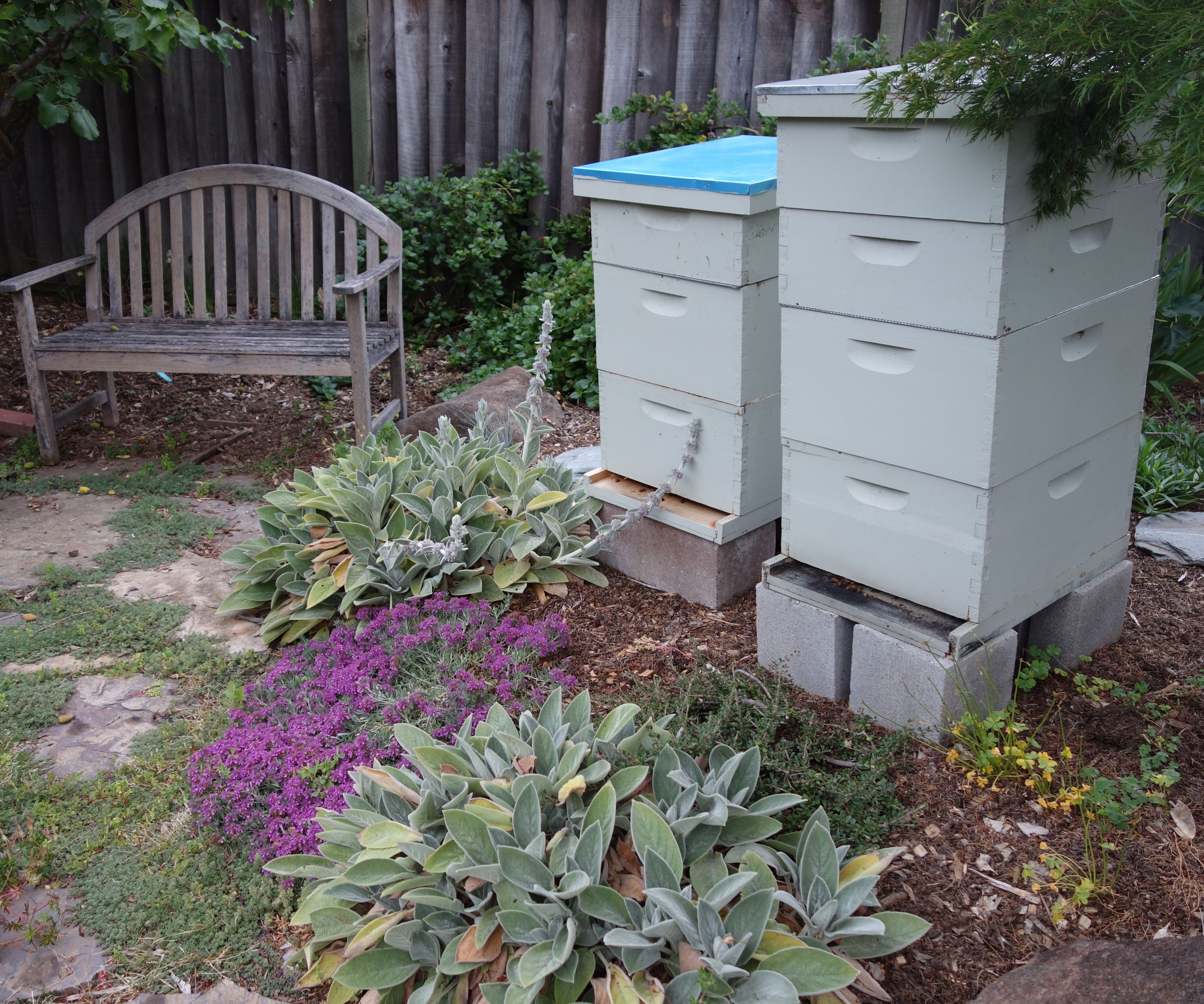 Backyard Bees in the 'burbs