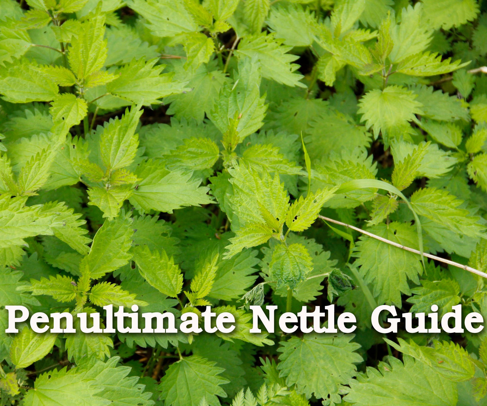 The Penultimate Nettle Guide