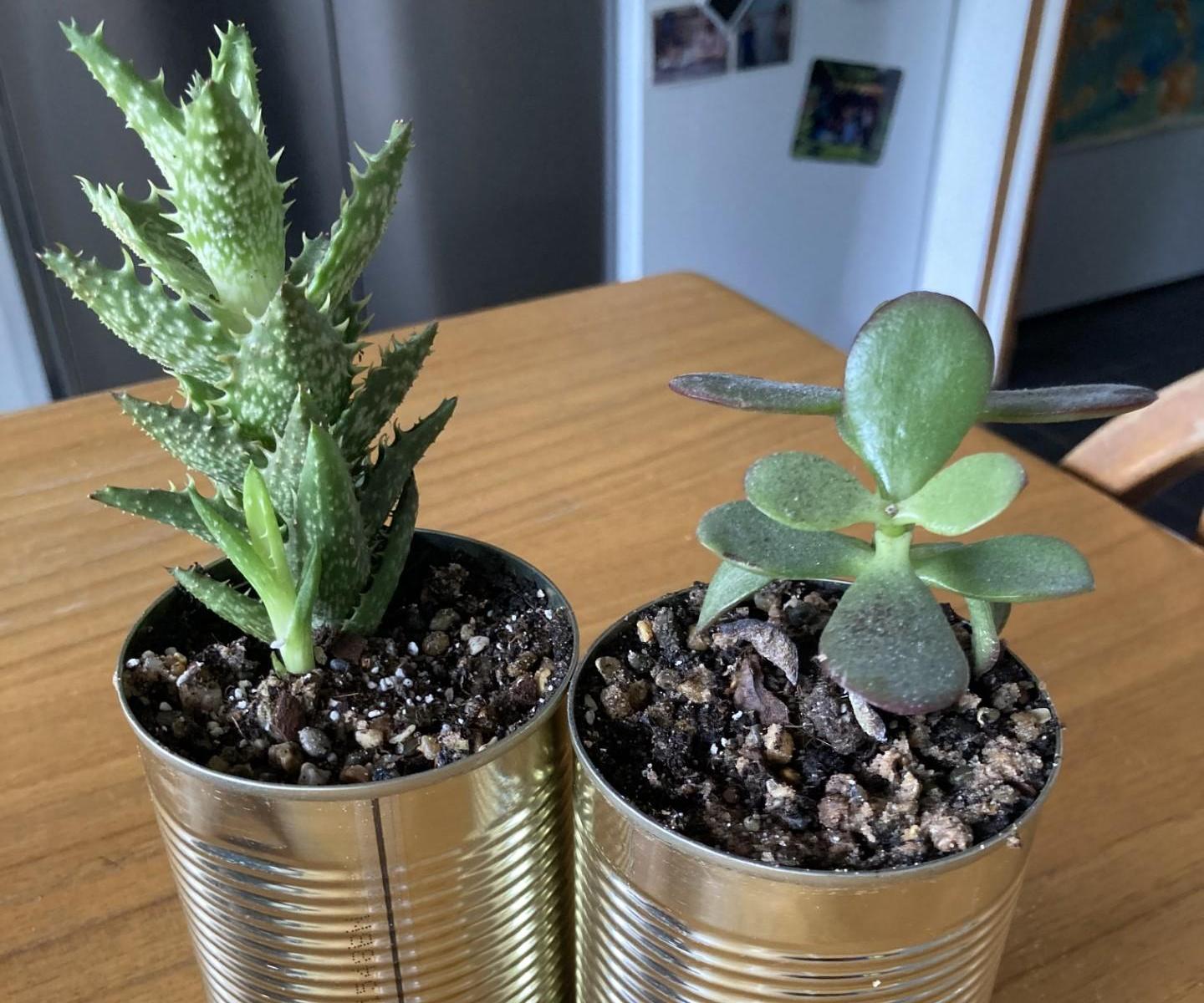 Recycle Tin Cans With This Trendy Flower Pot