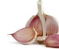 How to Grow Fresh Garlic