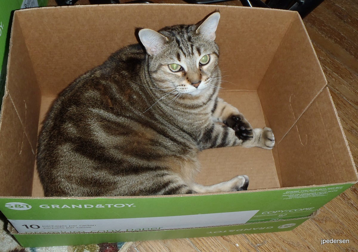CATS Box