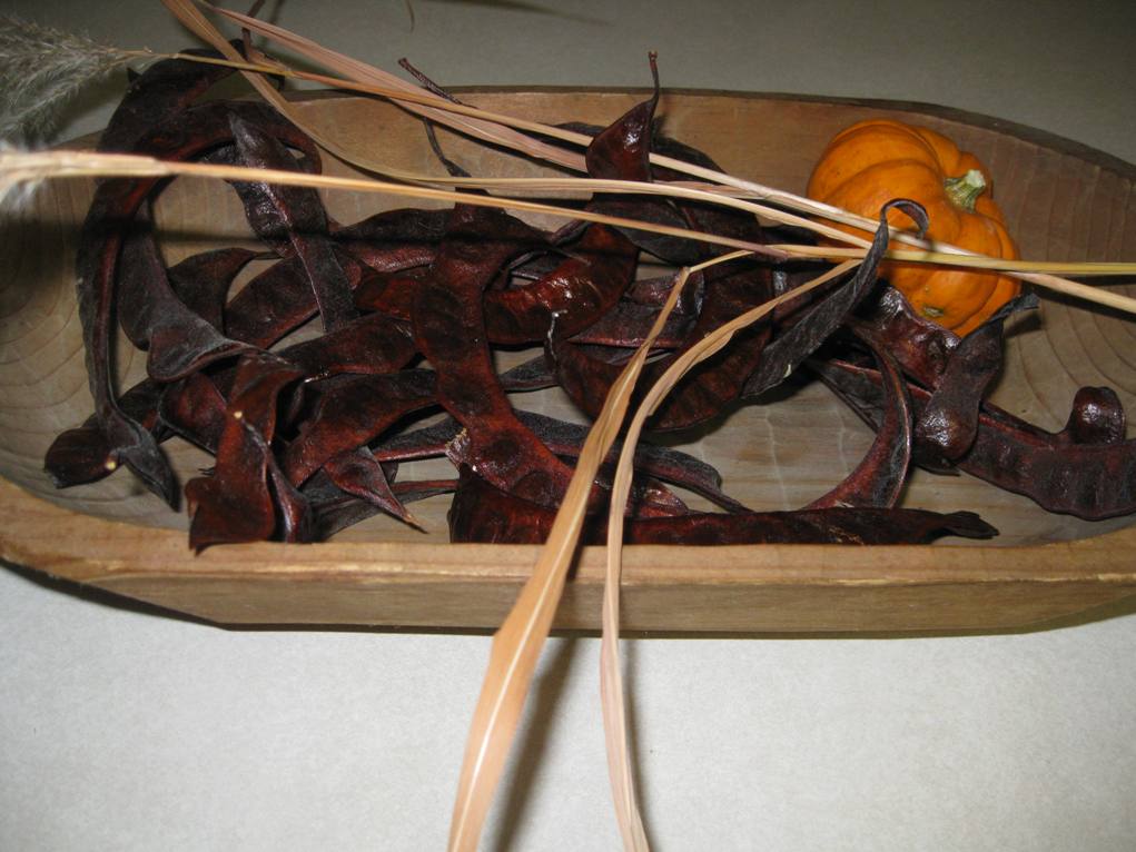 Fall Decoration With Locust Seed Pods