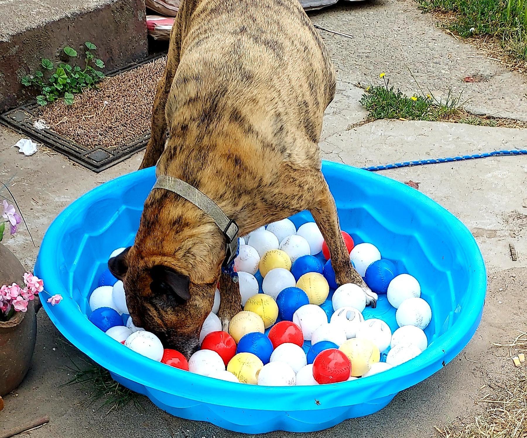 Doggie Treat/Sensory Pool