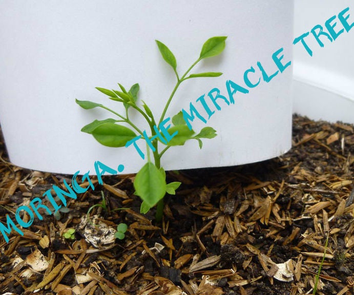 Gathering Moringa, A.k.a. the Miracle Tree