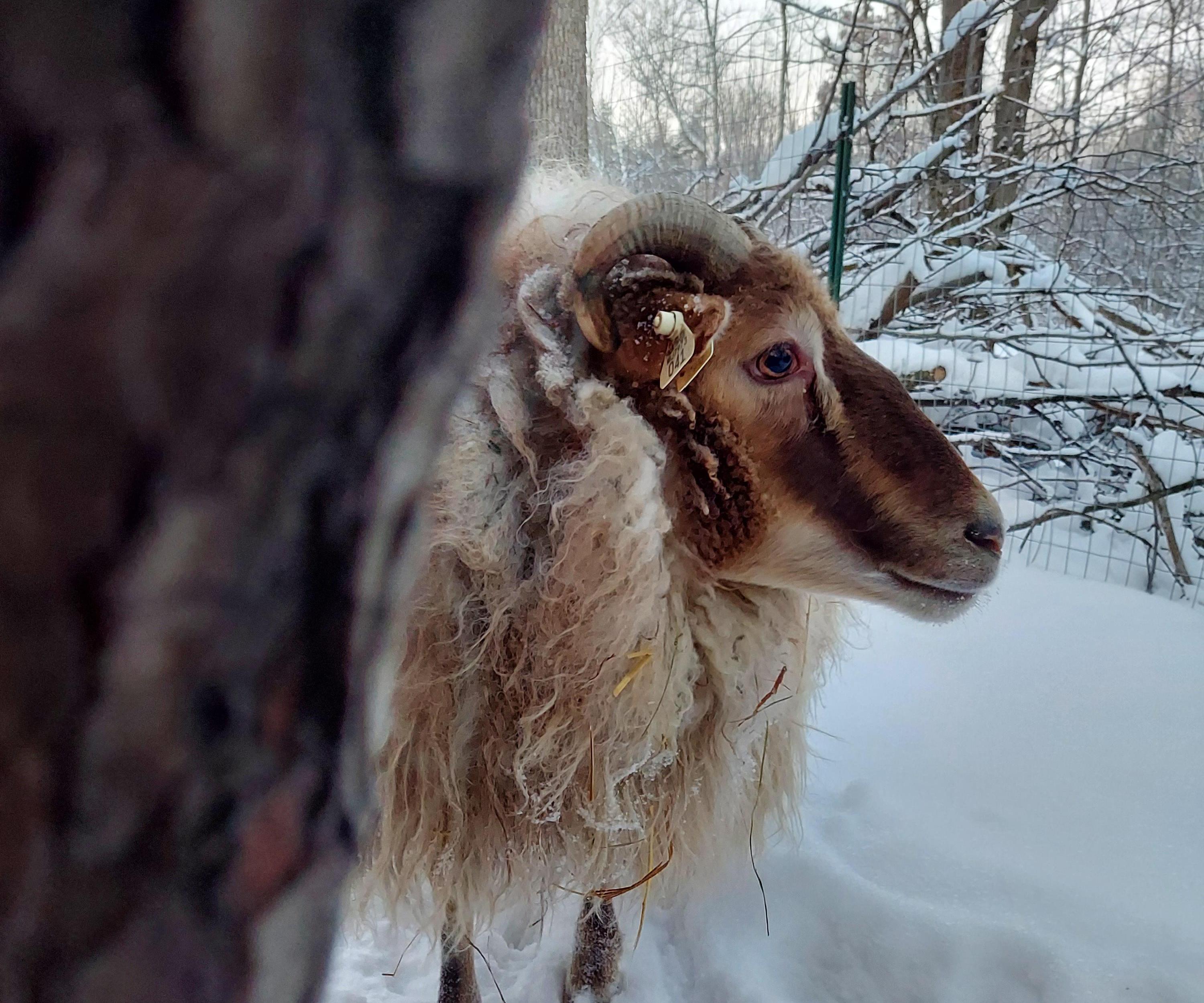 How to Capture Animals in the Snow 