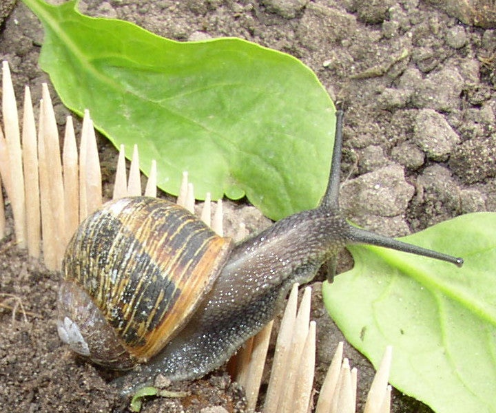 Failed Project: Keeping Snails Away From a Vegetable Garden