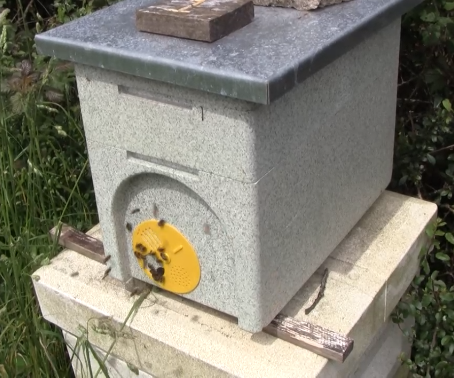 An Easy Way to Make a Nucleus of Honey Bees With Queen Cell Grafting