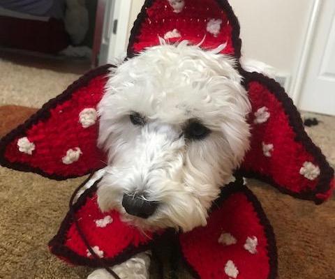 Crocheted Demogorgon Dog Outfit 