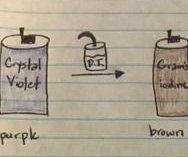 Final Instructable: How to Do a Gram Stain