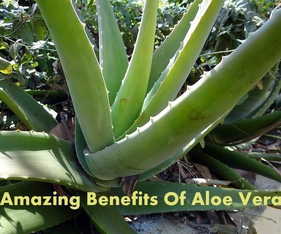 Amazing Benefits of Aloe Vera