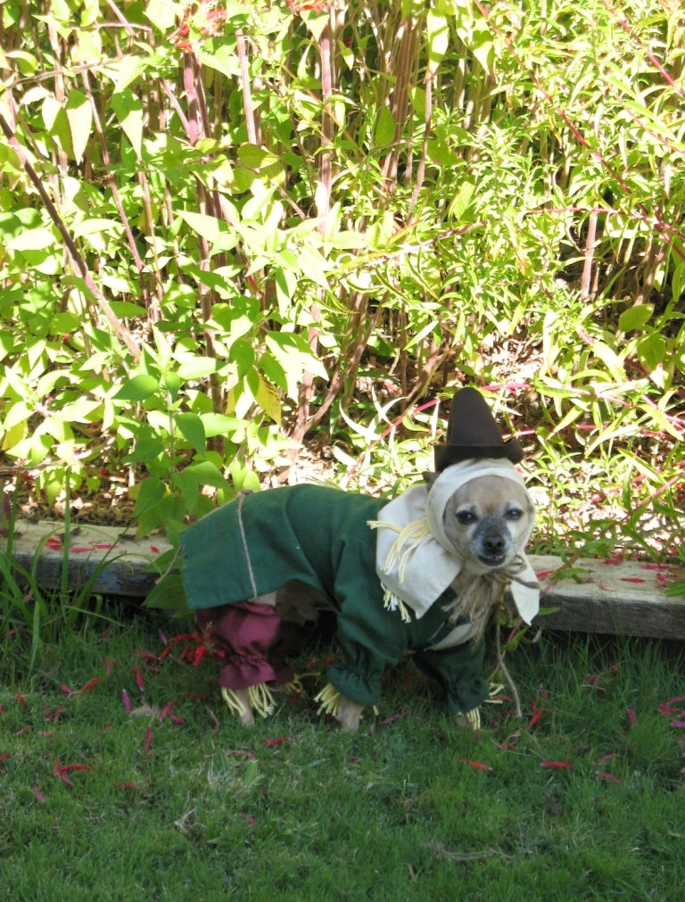 Scarecrow in His Field of Corn