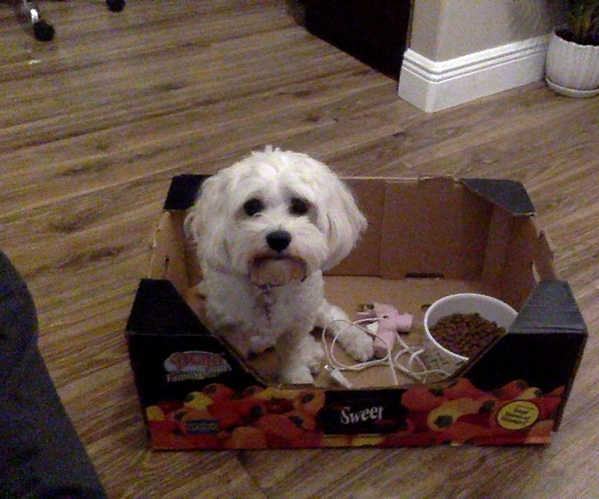 Cardboard Dog Food Dispenser