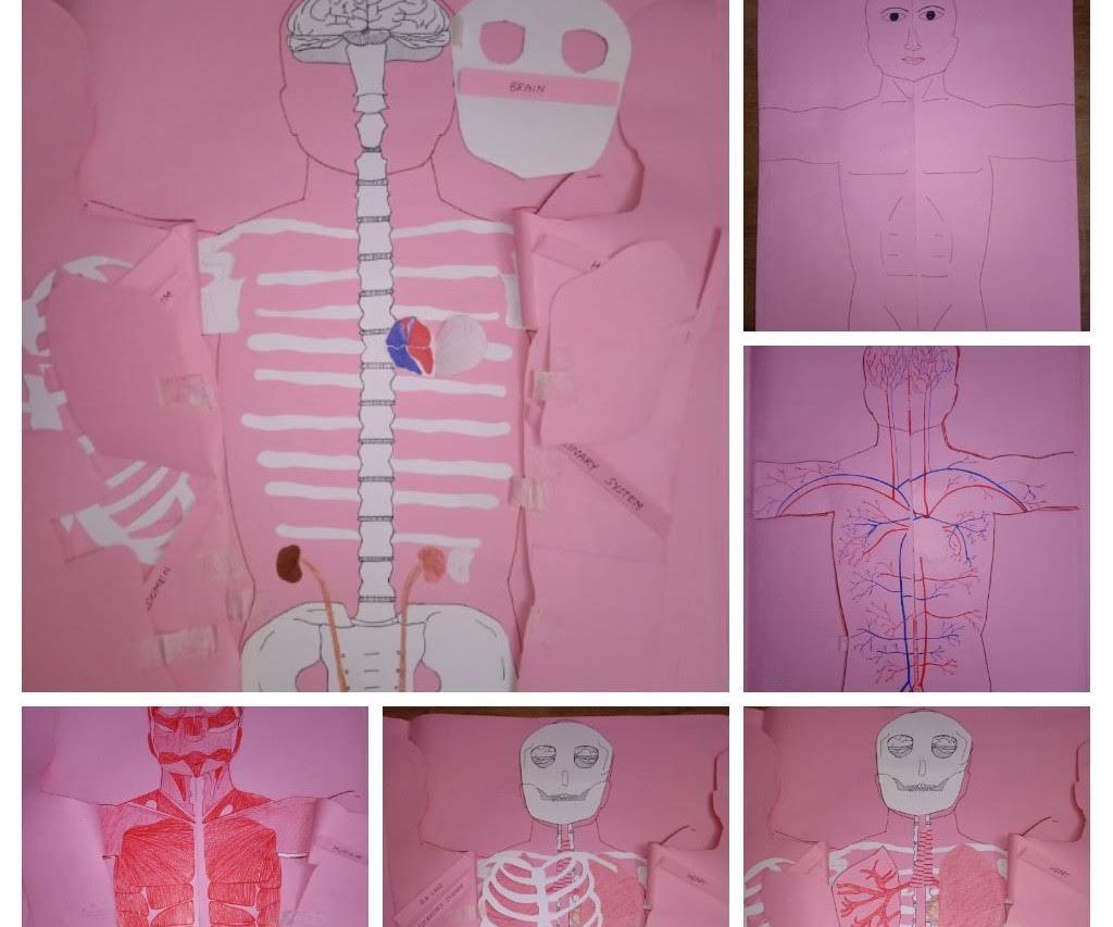 DIY Science Craft - Traversing Human Anatomy!