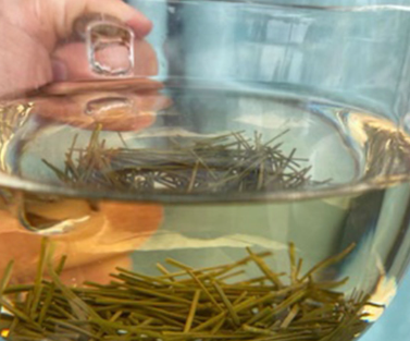 How to Make Pine Needle Tea!