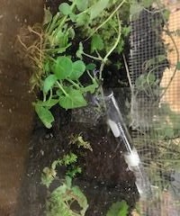 Ant Terrarium