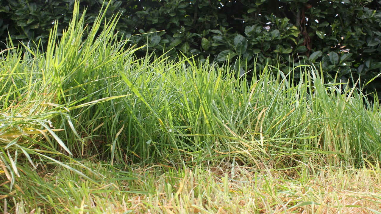 Using a Sickle to Cut Grass. Upcycling the Neighbour's Lawn. Revaloriser La Pelouse Du Voisin. Reciclaje El Césped Del Vecino in HD