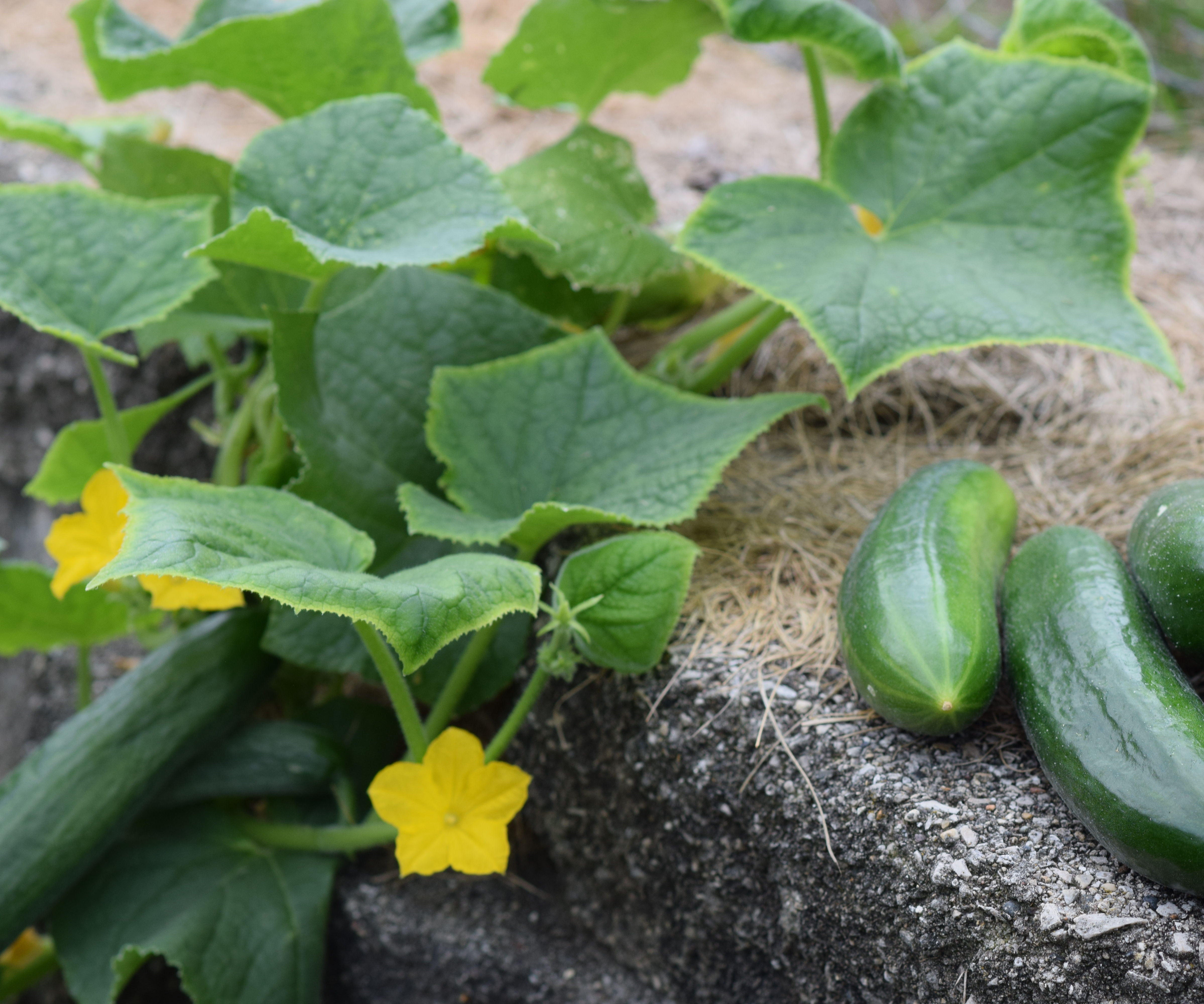 Growing Cucumber on Retaining Wall