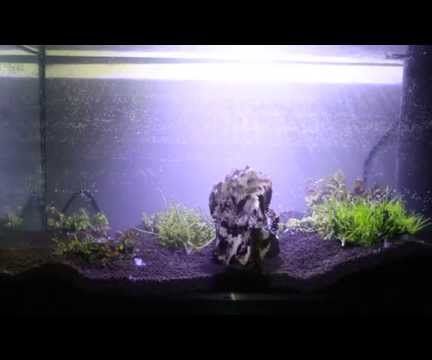 How to Set Up a Shrimp Tank