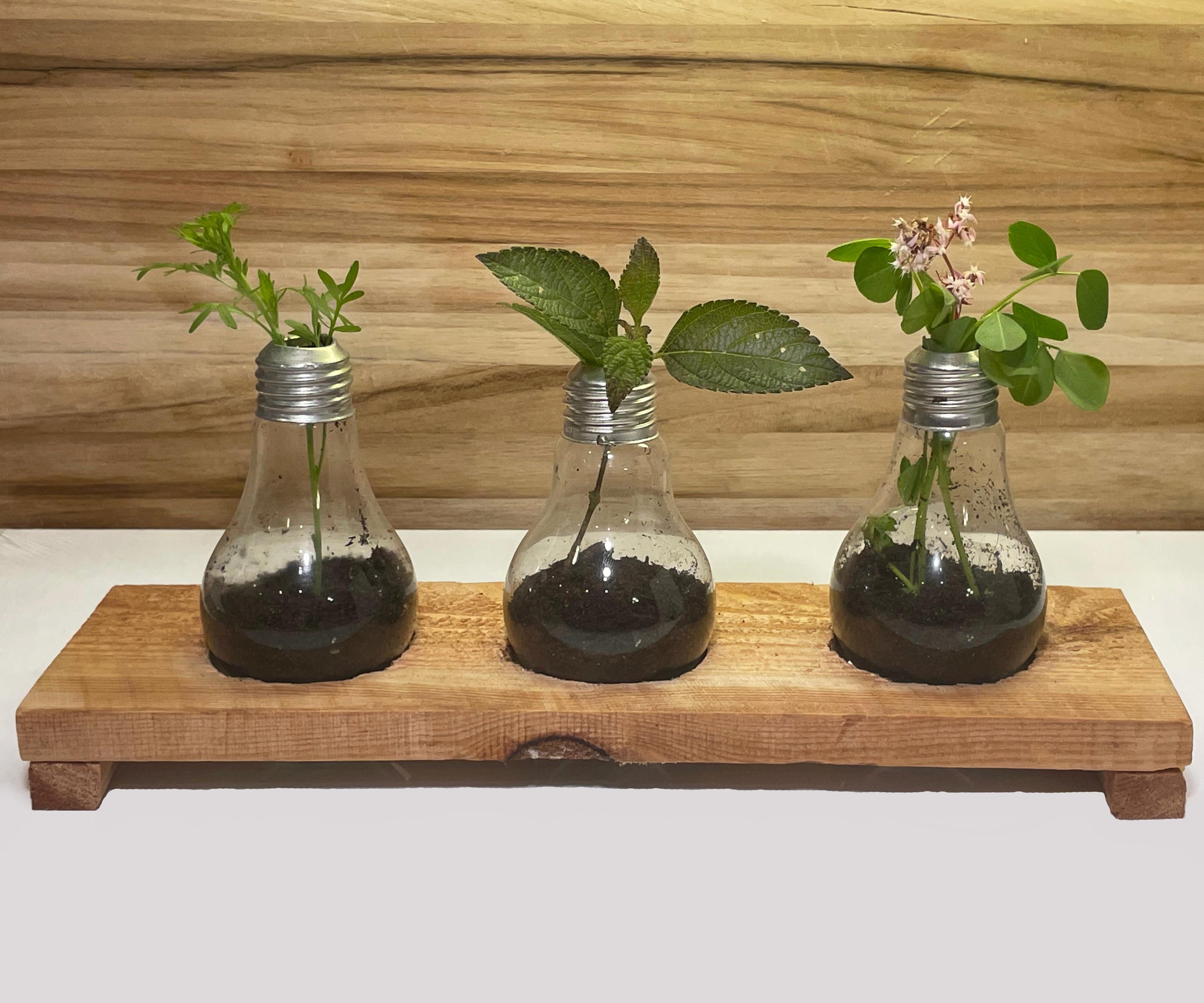 Eco-Friendly Lightbulb Planter: From Filament to Foliage