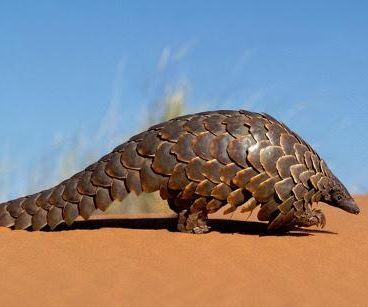 3D Pangolin