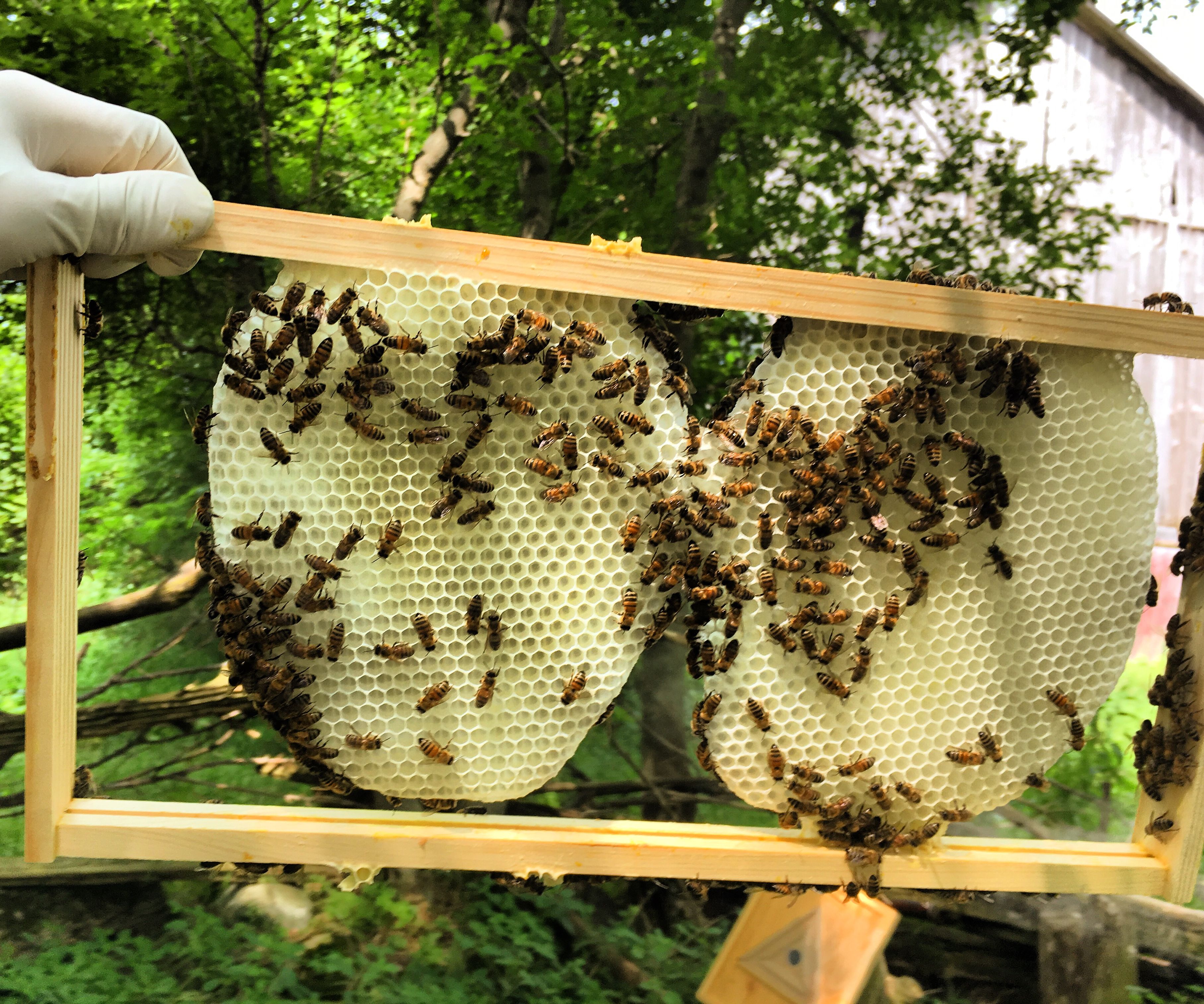 Beeswax Rendering