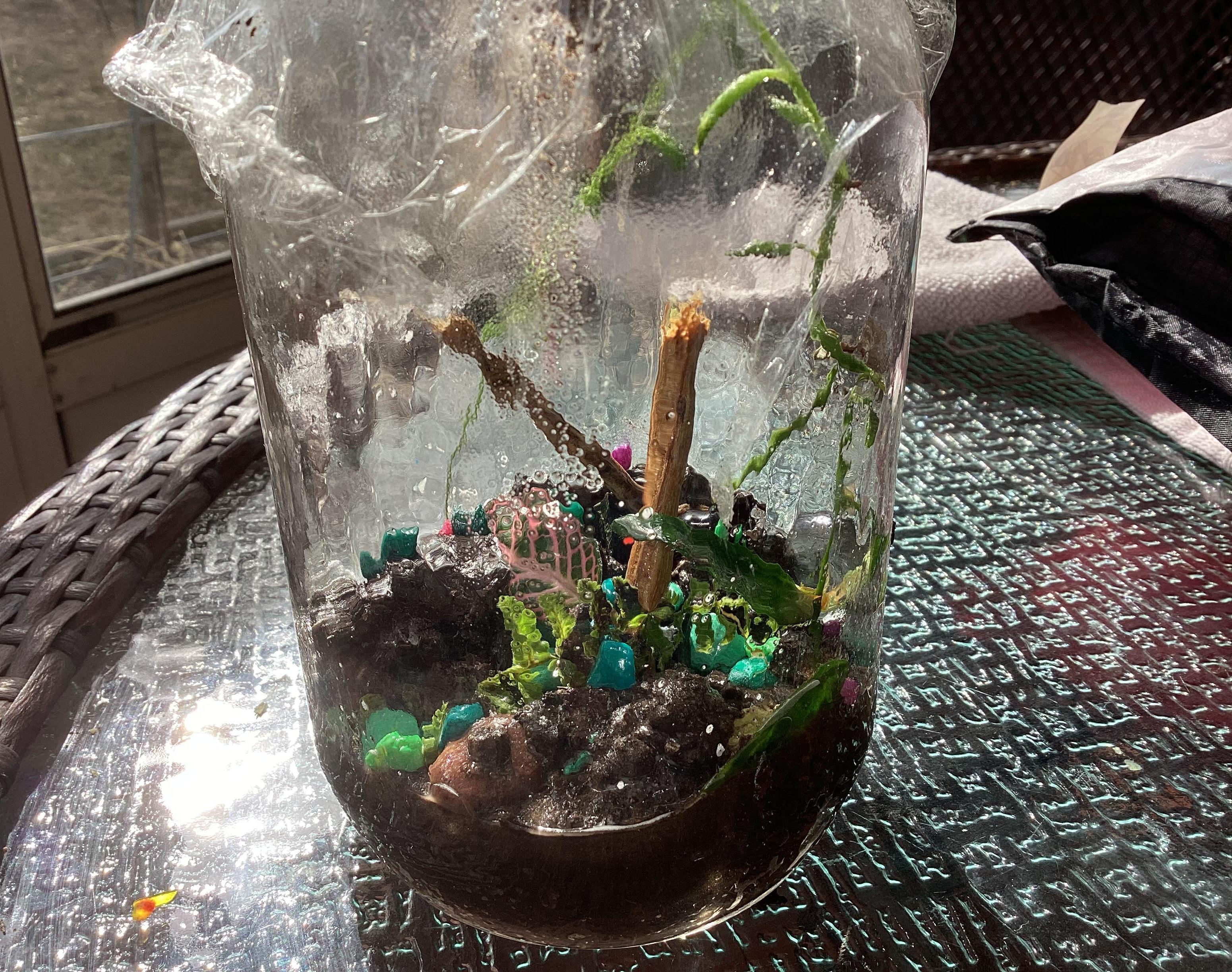 Tropical Terrarium Made Out of a Mason Jar