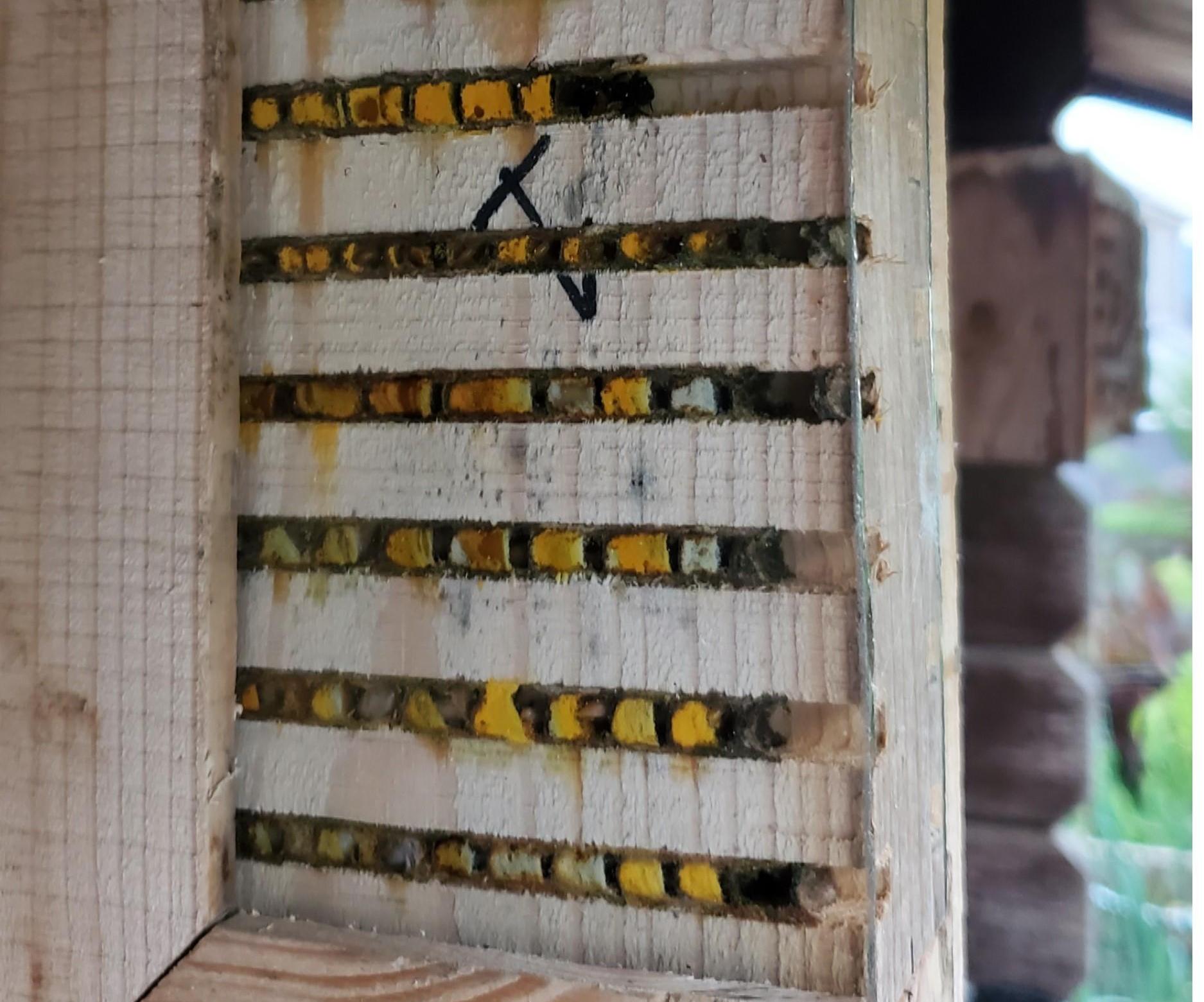 Viewable/Cleanable Solitary Bee Hotel
