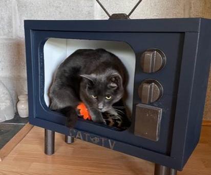 CAT-TV-BED