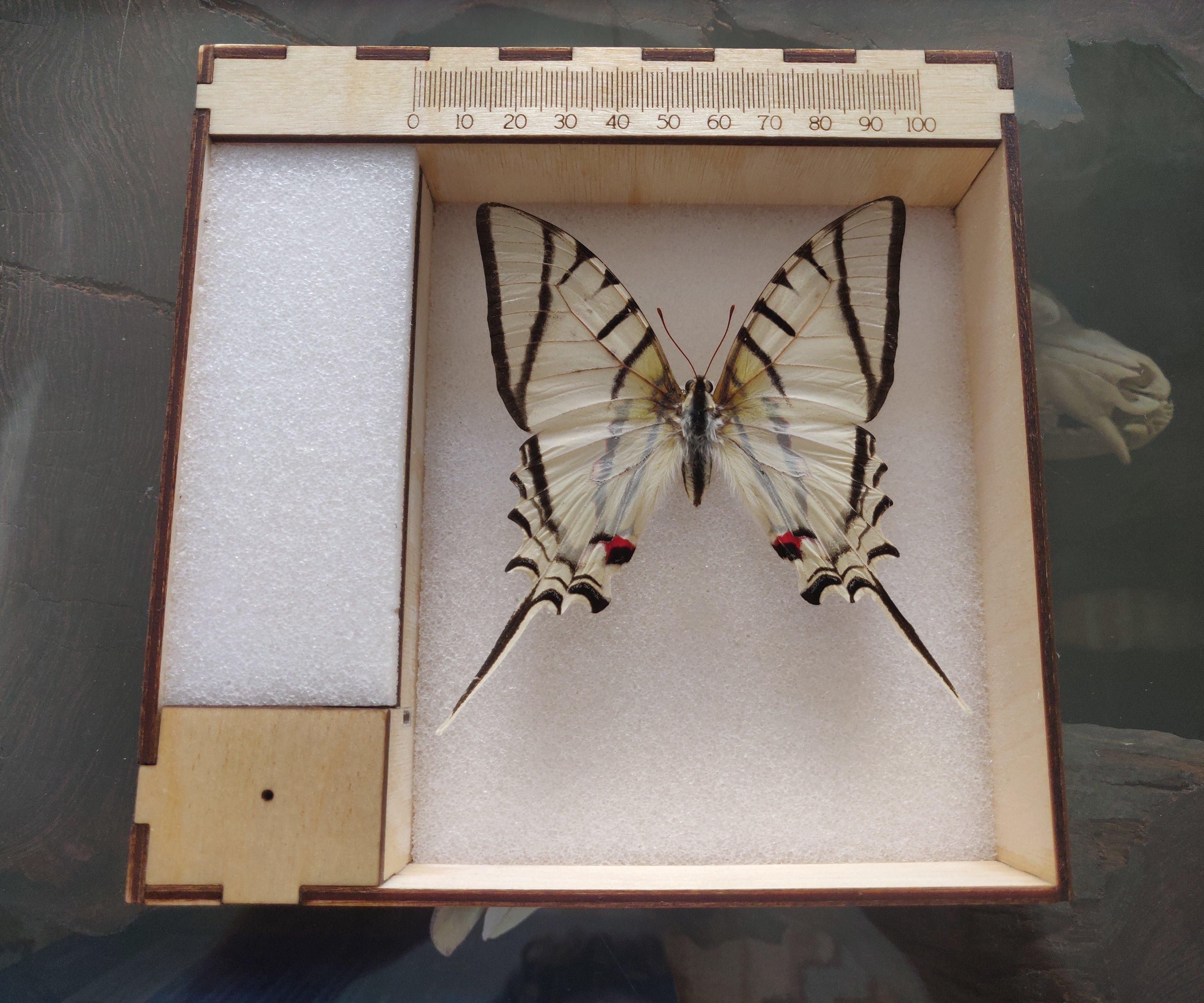 Entomology Photography Tray