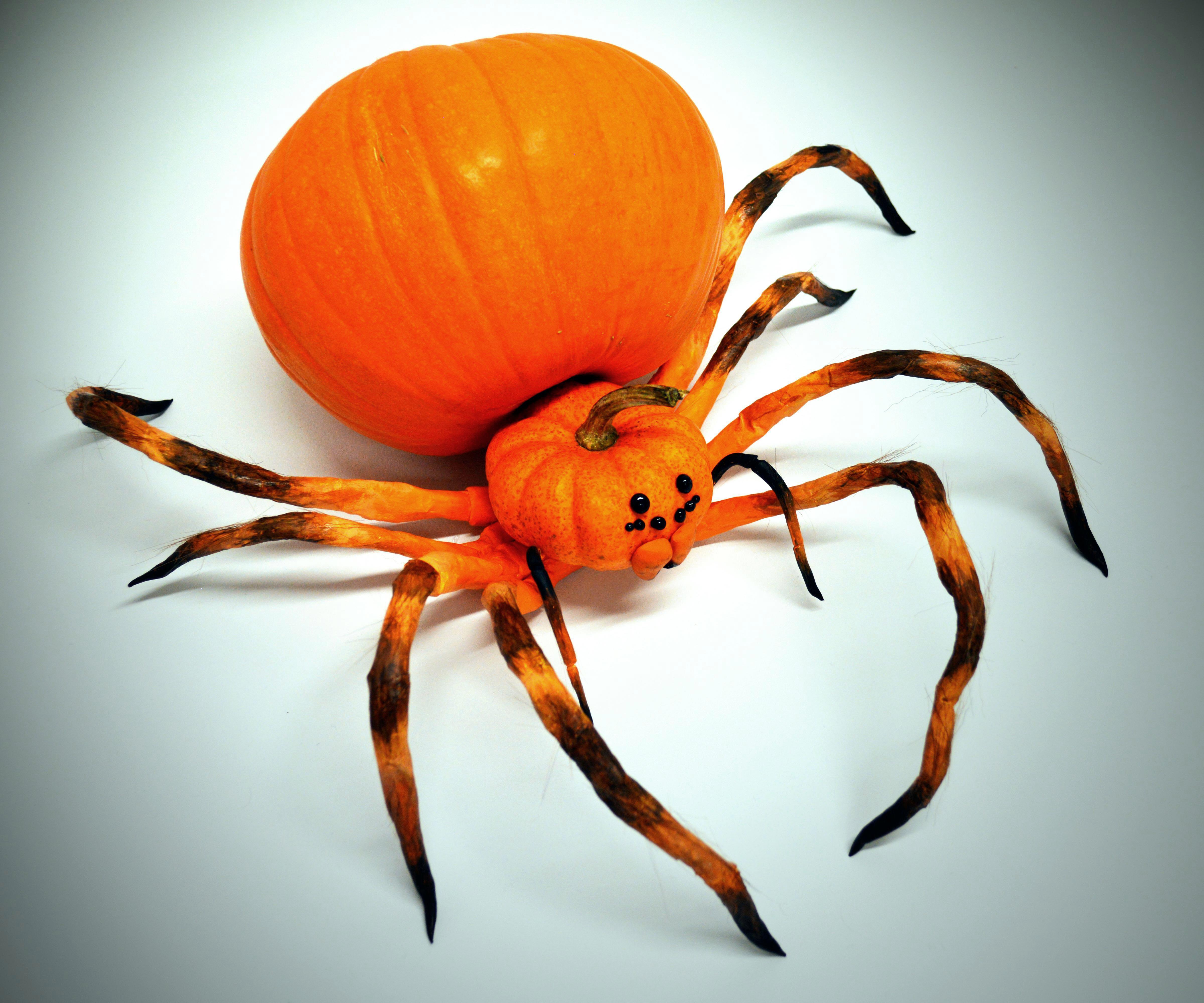 Spider Pumpkin - Jack O' Lantern