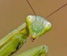 How to Care for a Praying Mantis