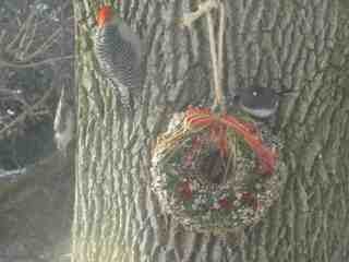 Bird Seed Wreath
