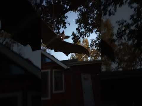 Swinging Giant Bat