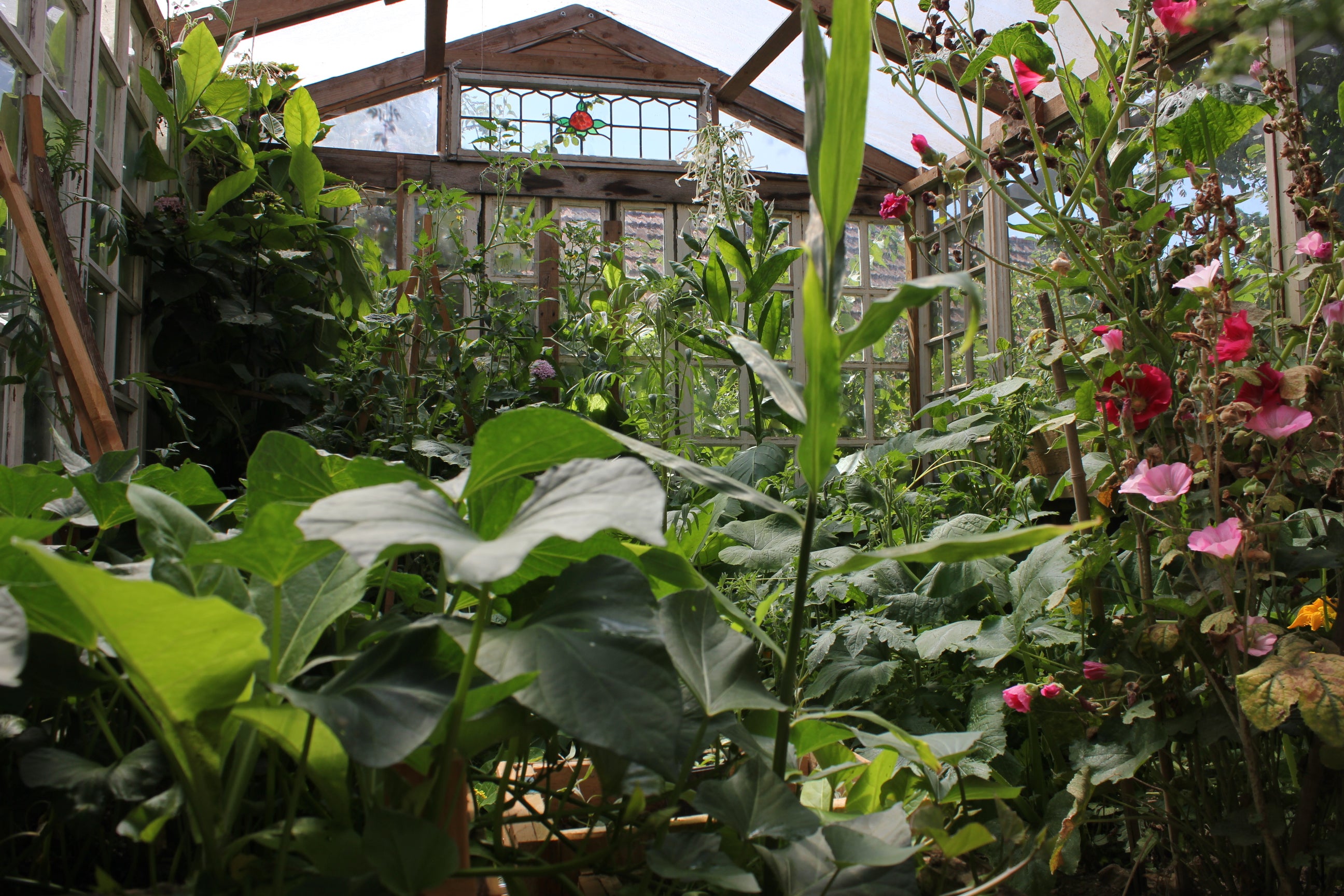 Growing Sweet Potato in Containers 2. Harvesting Leaves & Making More Slips. Patate Douce En France.