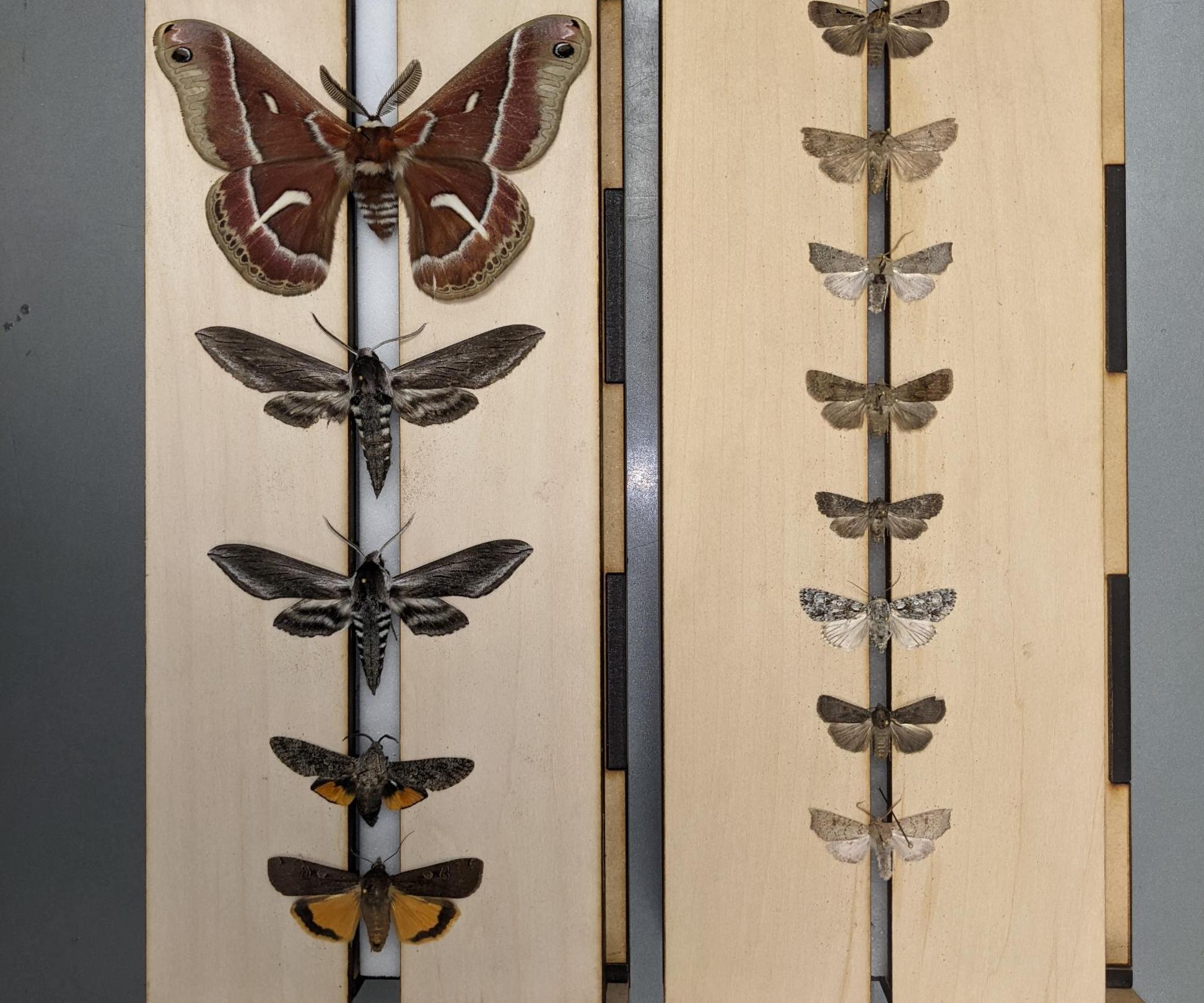 Laser Cut Lepidoptera Spreading Board
