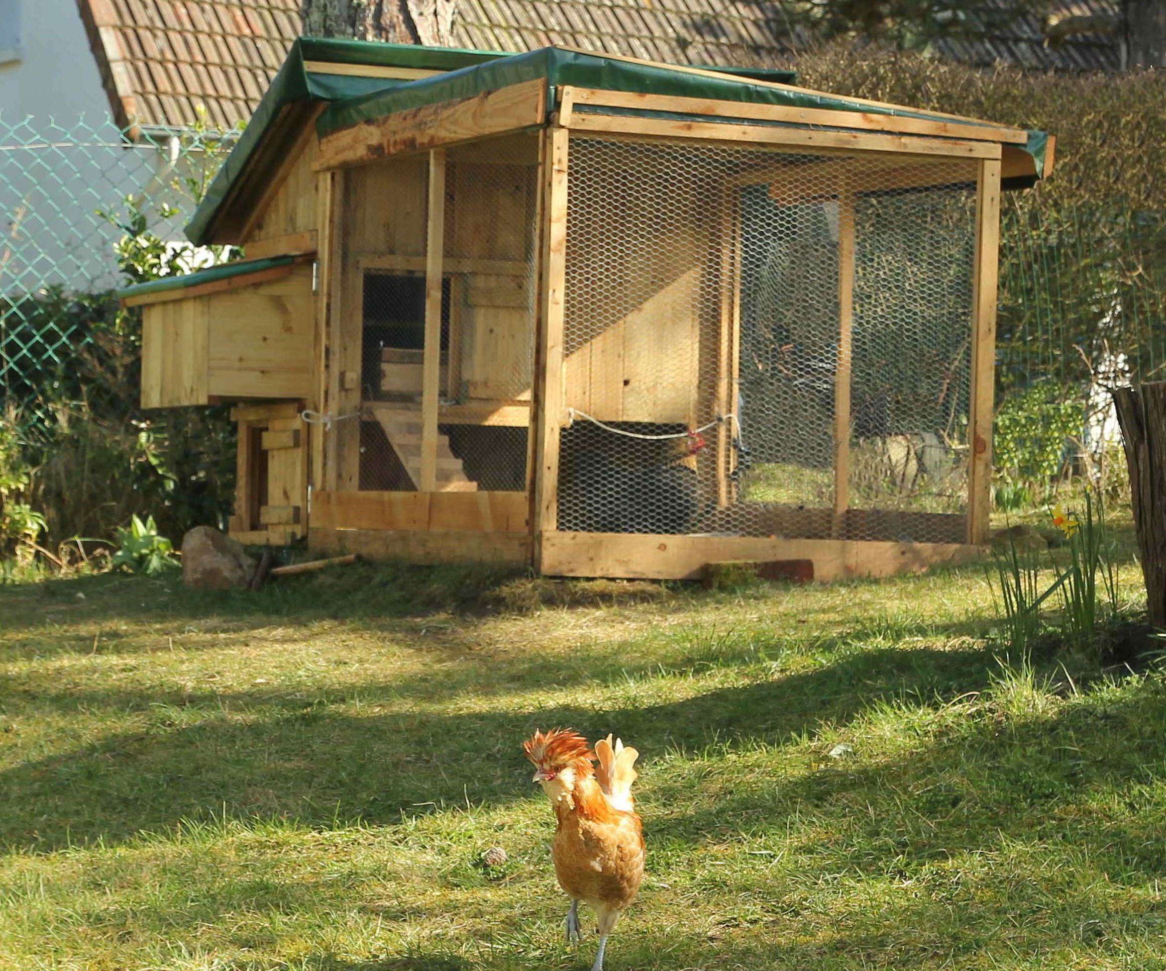 Weekend Backyard Chicken Coop