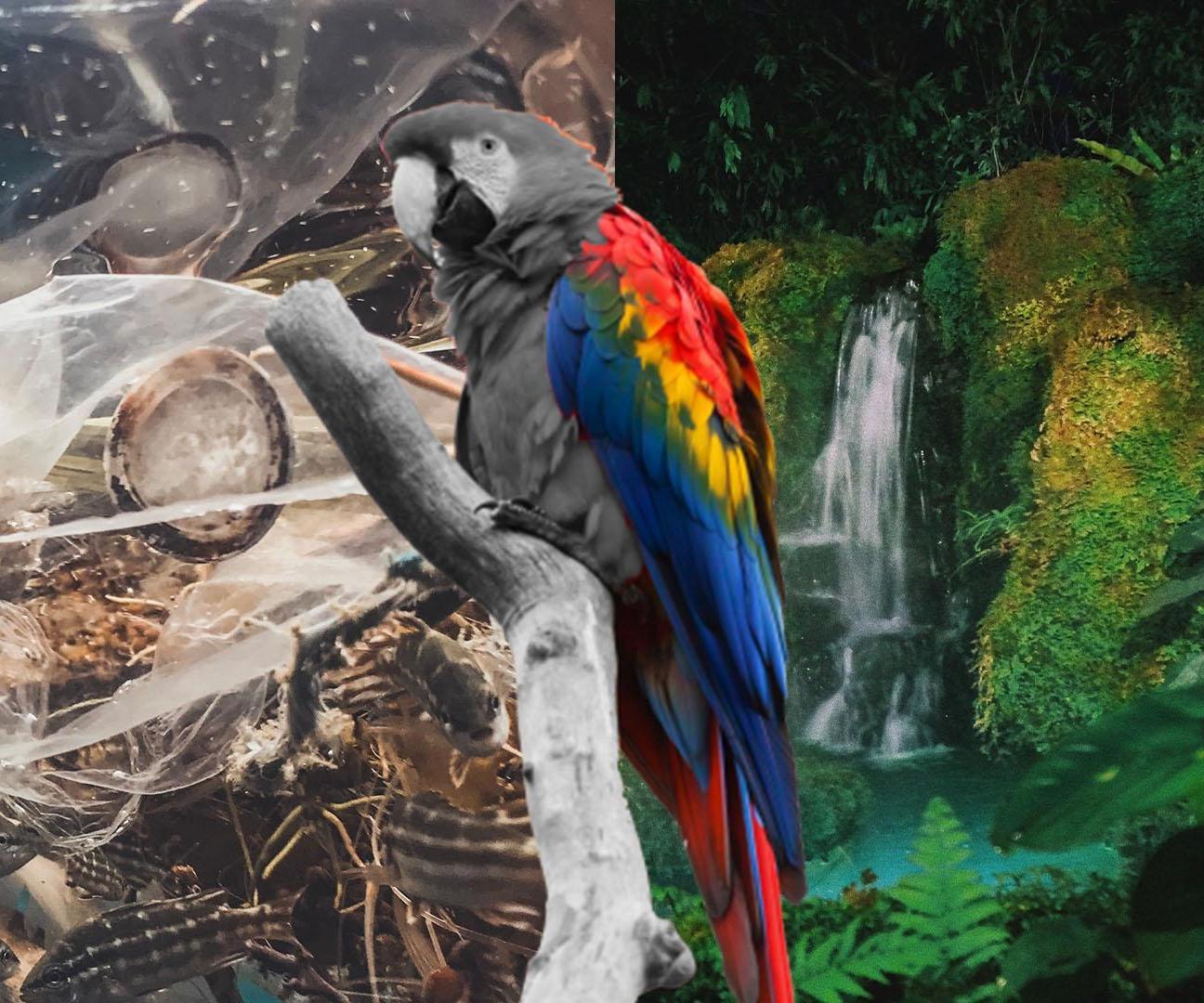 Photoshop Tutorial for Beginners: Pollution Parrot