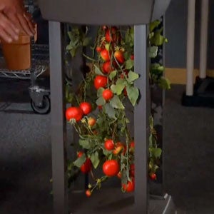 Tomato Tower