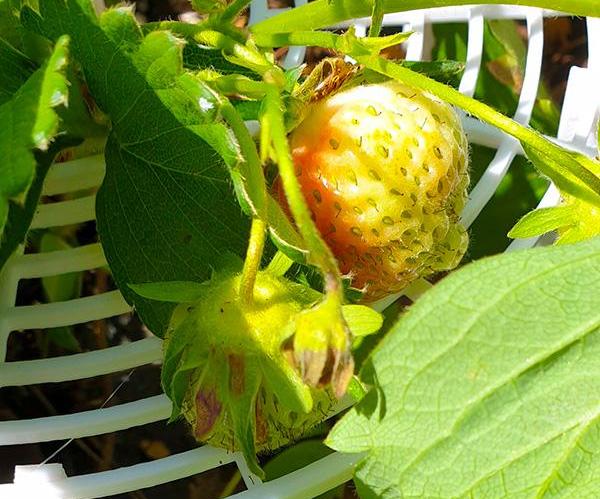 Strawberry Plant Growing Support