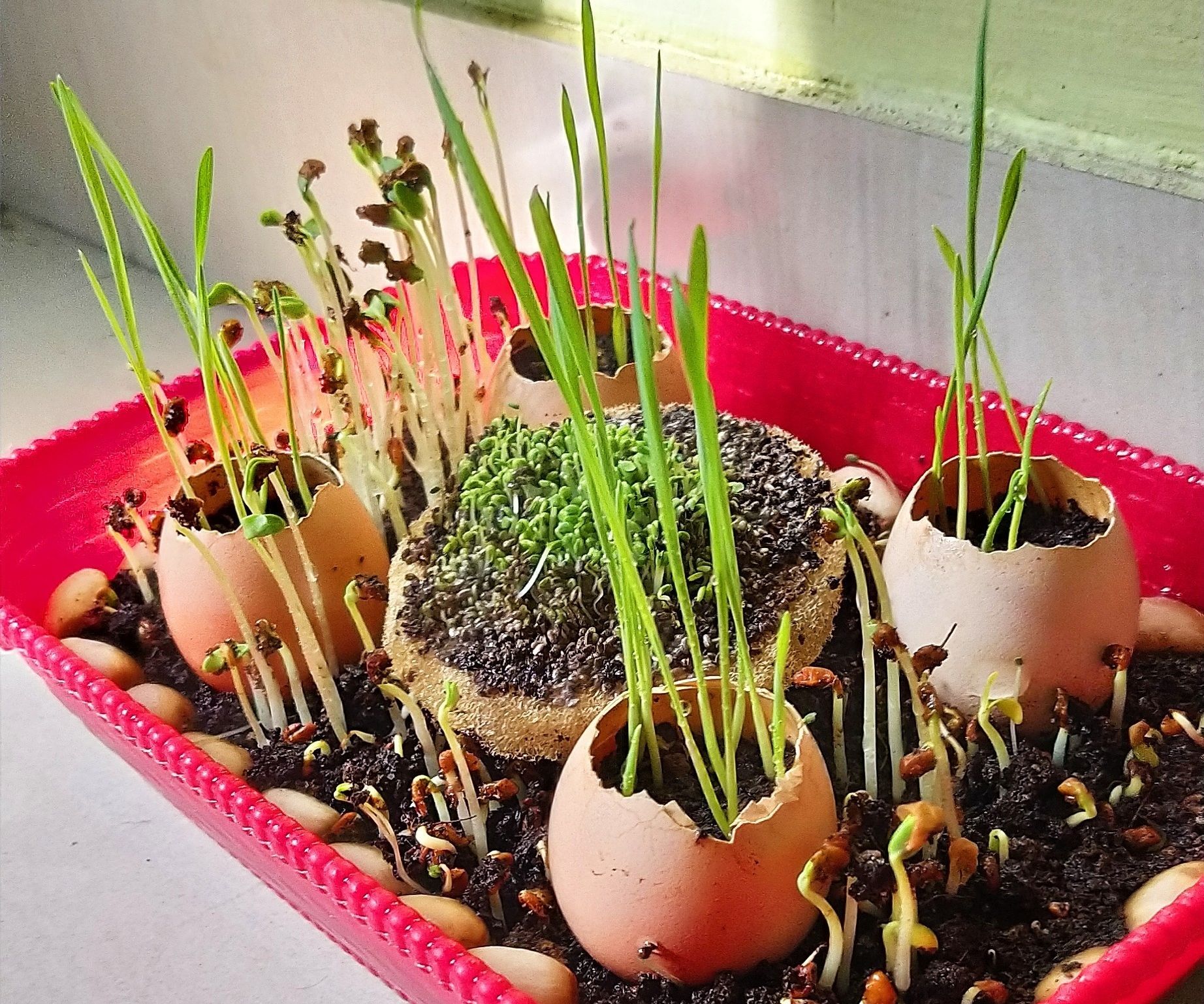 Micro Greens - Perfect for Indoors