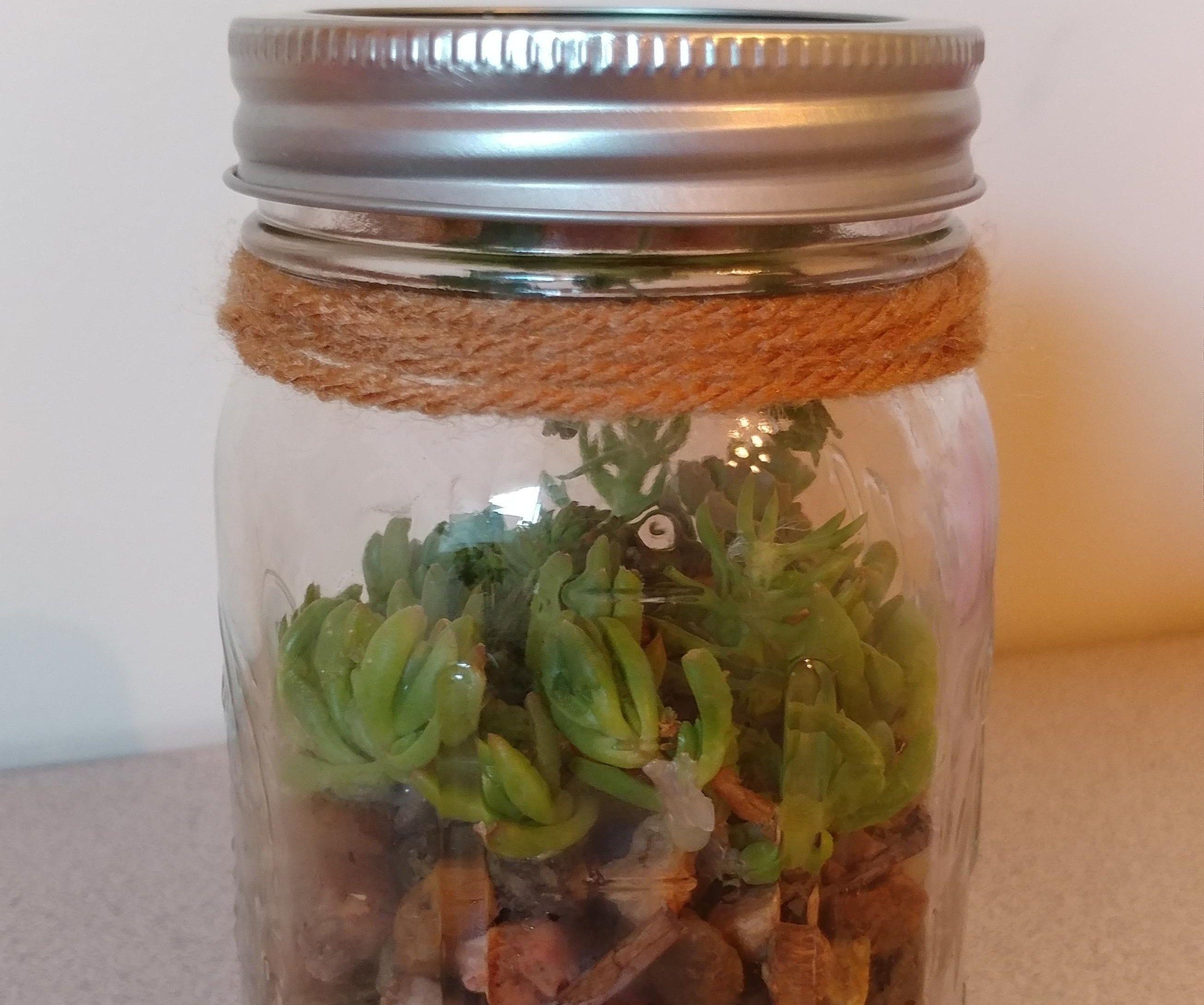 DIY Plant in a Jar