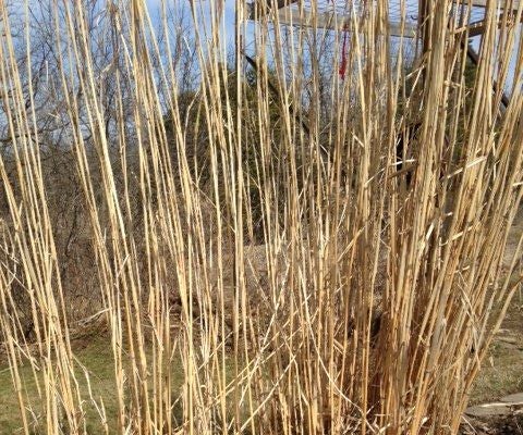 Decorative Grass Spring Cleanup