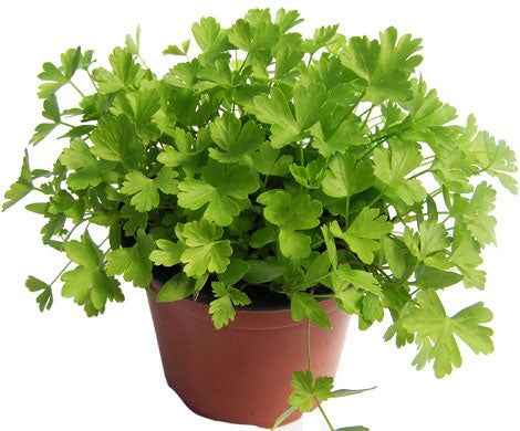 Parsley Tea