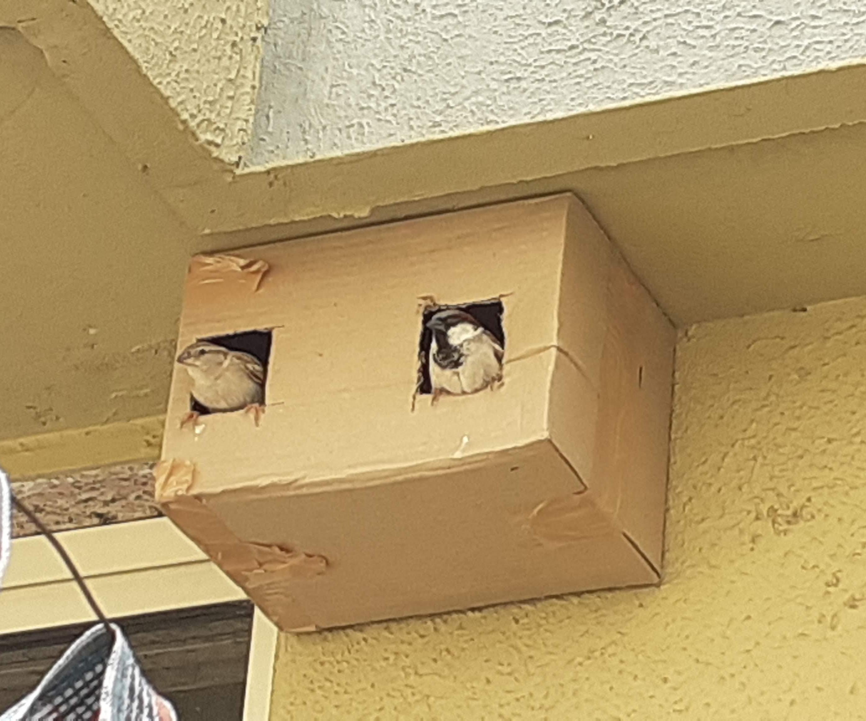 Cardboard Bird Nest 🐤🐤🐤