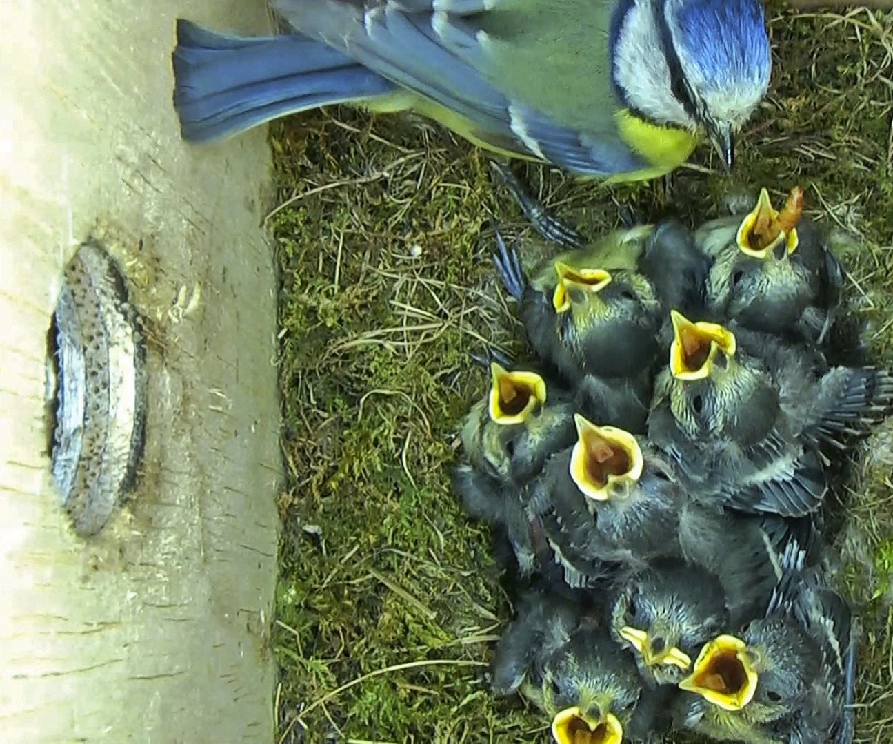 Fitting and Controlling HD Camcorders in Nest Boxes