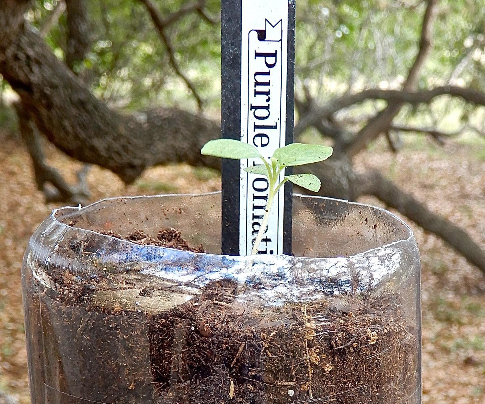  How to Make a Planter From a 2-Liter Bottle